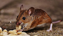 24 Hour & Emergency Exterminators in Centredale, RI